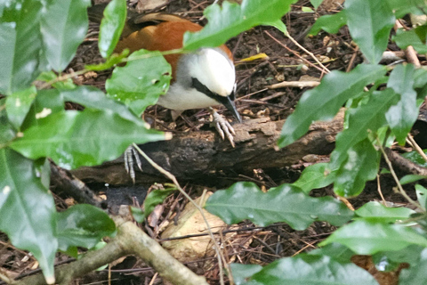 Santuario de My Son y Senderismo de Montaña - PeregrinaciónMi hijo Santuario Viaje de madrugada