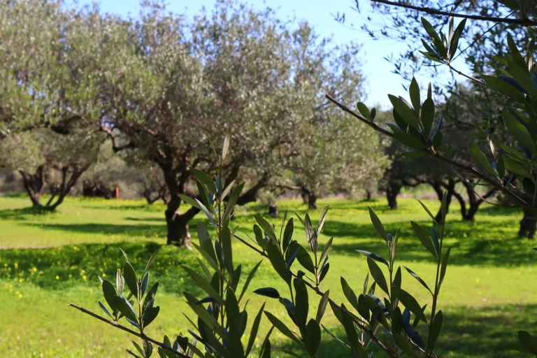 Excursión a la almazara y degustación de aceite de oliva en Heraklion