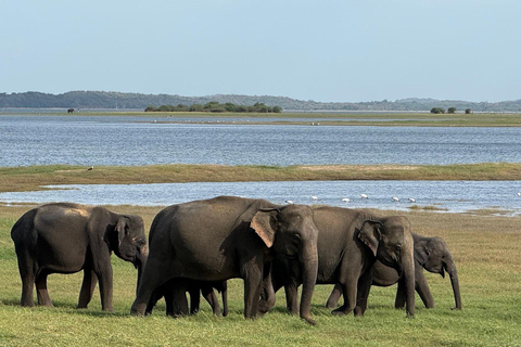 Minneriya, Kaudulla or Eco Park – Private Wildlife Safari Kaudulla national park