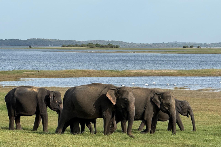 Minneriya, Kaudulla or Eco Park – Private Wildlife Safari Kaudulla national park