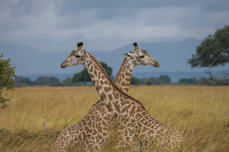 Från Zanzibar: Mikumi Safari med tvåmotorigt flygplan + lunchMikumi Safari – utan transfer