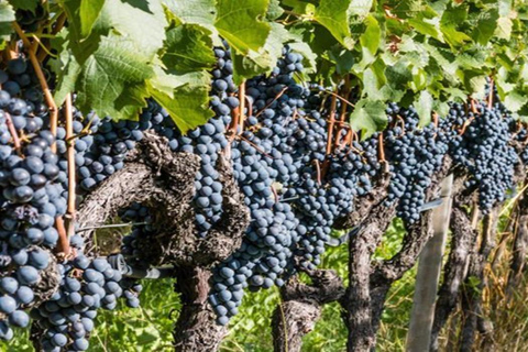 Kakheti: Bodbe, Sighnaghi en Telavi dagvullende tour