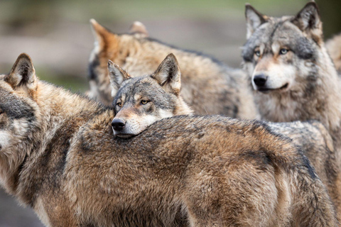 Rovaniemi: Ranua Zoo Tickets & Transportation. 4 people Rovaniemi: Ranua Zoo Tickets and Transportation. PETS