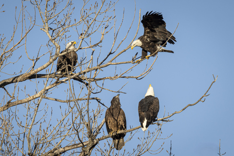 سانت جوزيف: جولة تصوير طيور النسر المائية في ميسوري