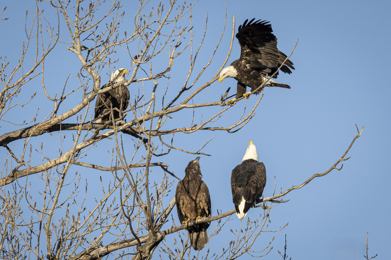 سانت جوزيف: جولة تصوير طيور النسر المائية في ميسوري