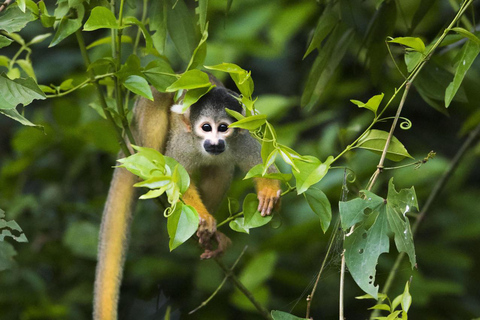 Tambopata River Parrot and Macaw Photography Tour
