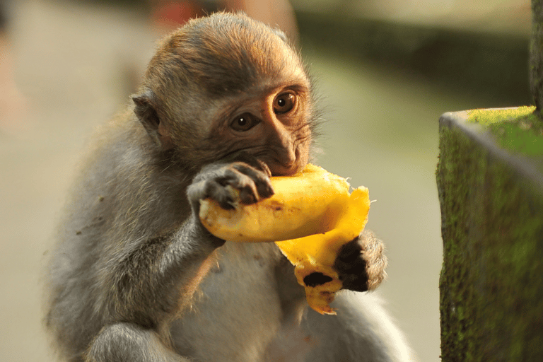 Bali: Monkey Forest, Taman Ayun, Tanah Lot Temple Tour Private Tour Without Entry Tickets