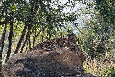 Safari en Jeep por la Vida Salvaje en Bannerghatta con Traslado Privado