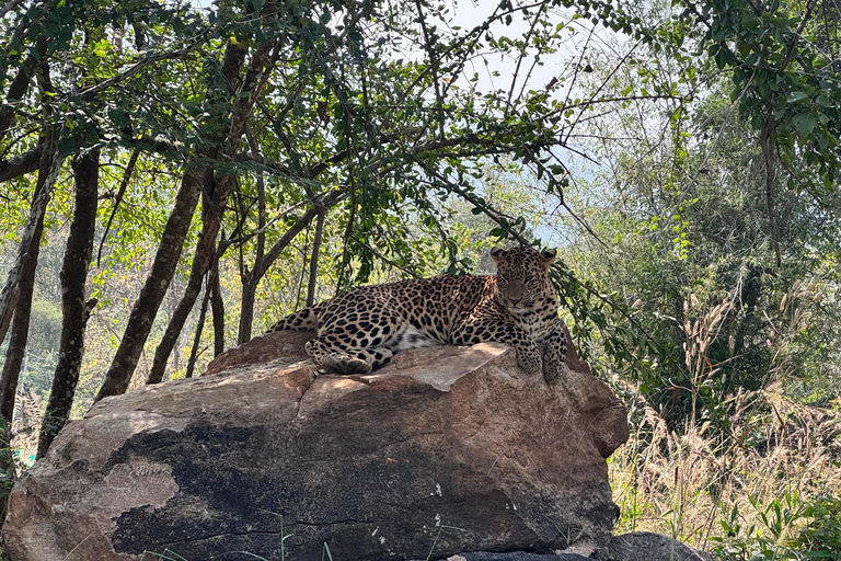 Safari en Jeep por la Vida Salvaje en Bannerghatta con Traslado Privado