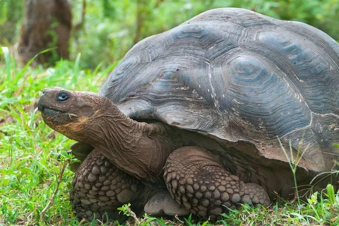 Galapagos Intensive 5 dni, baza lądowa (3 wyspy)