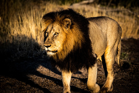 Jednodniowa wycieczka na safari w Johannesburgu - Pilanesberg Big 5 Adventure