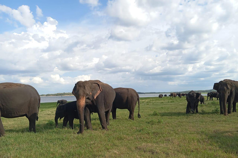 Depuis Sigiriya : Safari en jeep d&#039;une demi-journée dans le parc national de Minneriya