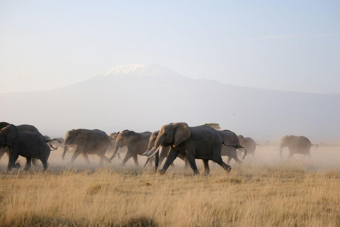 Nairobi: Amboseli National Park Guided Day Trip