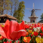 Da Rotterdam: tour in autobus di lusso con biglietto per Keukenhof