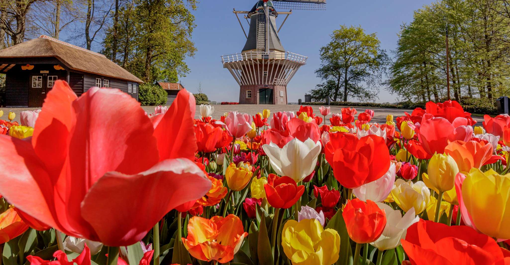 Amsterdam: Keukenhof Entry & Shuttlebus with Flexible Return photo 7