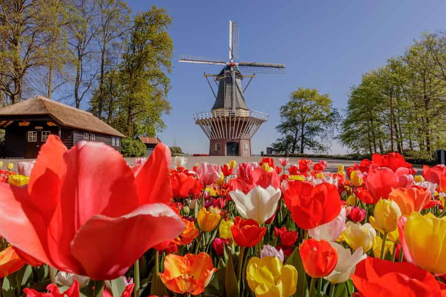 Ab Rotterdam: Luxus-Bustour mit Keukenhof-Ticket. Foto: GetYourGuide Ab Rotterdam: Luxus-Bustour mit Keukenhof-Ticket. Foto: GetYourGuide