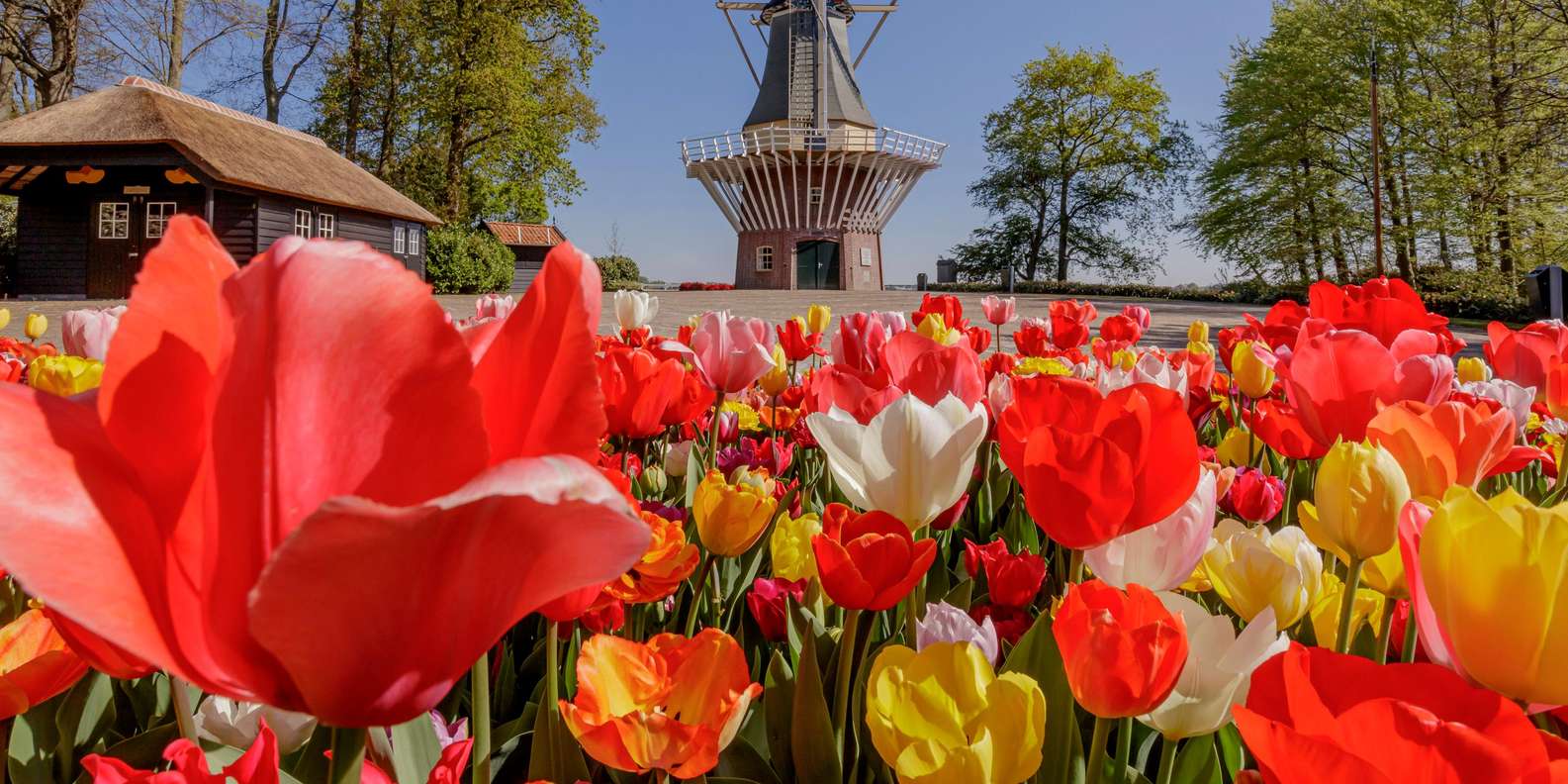 Keukenhof Gardens tulips and flowers — photo 6