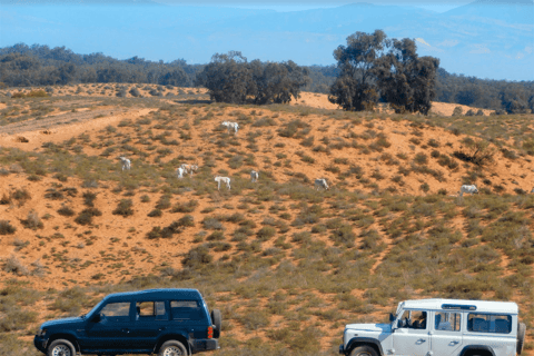 Da Agadir: Safari nel deserto del Parco Nazionale di Sous Massa con pranzo