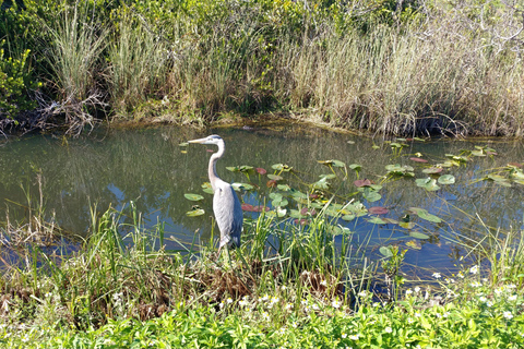 Miami: Everglades Airboat Ride and Tram Tour