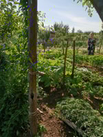 Radici e vino - La tradizione del vino - Housity