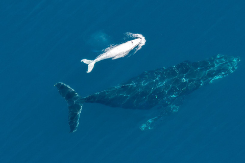 Costa Rica: Tour particular para observação de golfinhos e baleias em Uvita