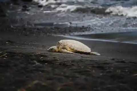 Tortuguero: Turtle Nesting Tour in Their Natural Habitat