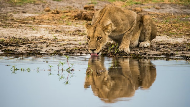 Johannesburg: 4-Day Kruger Safari & Panorama Route Tour