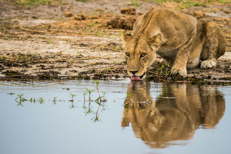 Johannesburg: 4-Day Kruger Safari & Panorama Route Tour