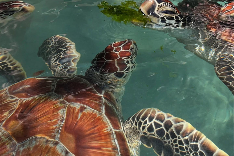 Zanzibar:Simma med sköldpaddor i salaamgrottan