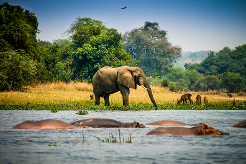 7-tägige Murchison Falls, Schimpansen- und Gorilla-Trekking-Safari