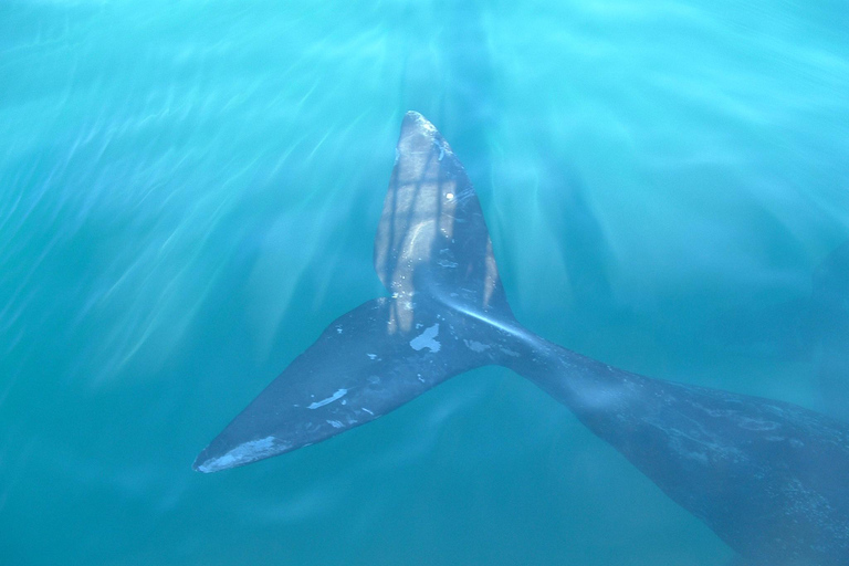 Puerto Piramides: Whale Watching Boat Trip