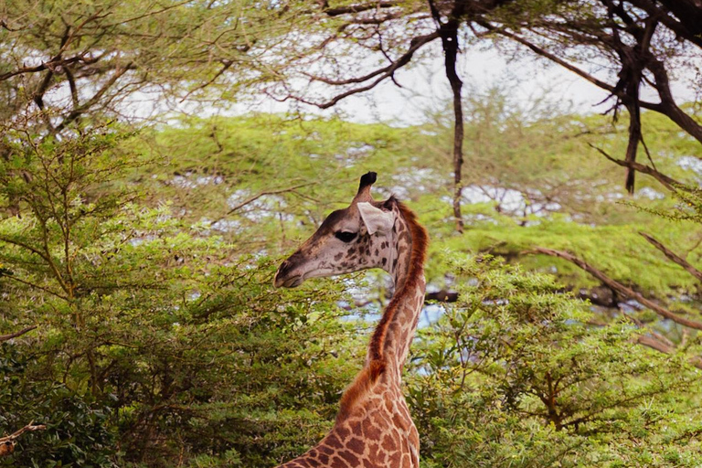 Jul &amp; Nyår från Zanzibar Dag Safari Selous flygJul / nyår Bästa dagen Safari Selous