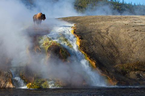 Jackson: Private Yellowstone Safari With Field Dining Medium Sized Groups (5-10 Guests)
