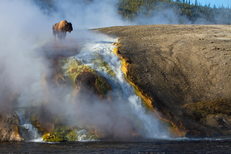 Jackson: Private Yellowstone Safari With Field Dining Medium Sized Groups (5-10 Guests)