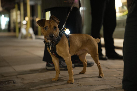 York: Viking Jorvik Walking Tour with Reenactor Guide