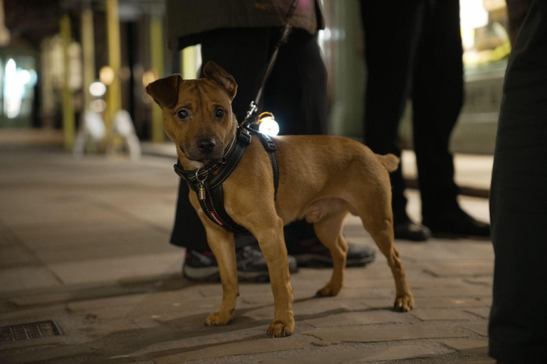 York: Viking Jorvik Walking Tour with Reenactor Guide