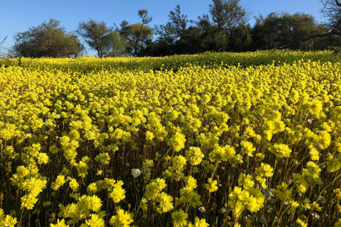 من بيرث: جولة استكشافية ليوم كامل للزهور البرية مع وجبة غداء