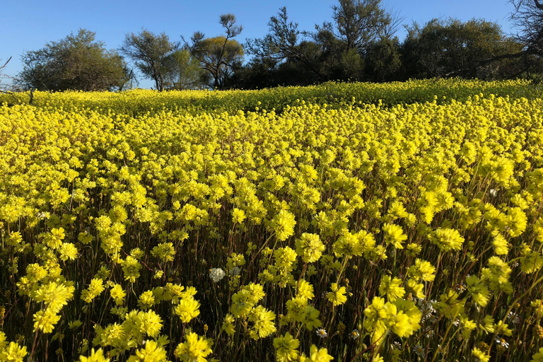 من بيرث: جولة استكشافية ليوم كامل للزهور البرية مع وجبة غداء