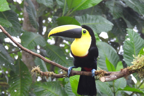 PRIVATE Mindo Cloud forest; birds, chocolate, waterfalls