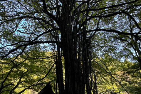 Quioto: Viagem de 1 dia ao Santuário de Kifune e ao Vale Sagrado de Kifune