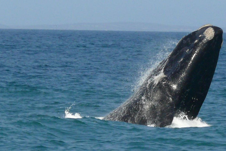 Observation des baleines à Hermanus Visite d'une jounée, au départ du Cap