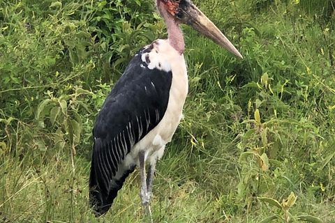 3 Days Tanzania Lodge Safari