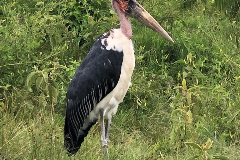 3 Days Tanzania Lodge Safari