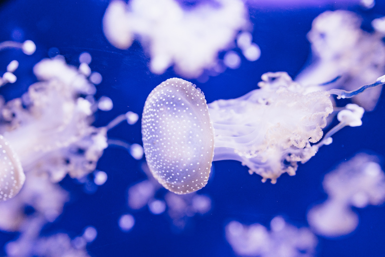 Genoa: Aquarium of Genoa with Lunch
