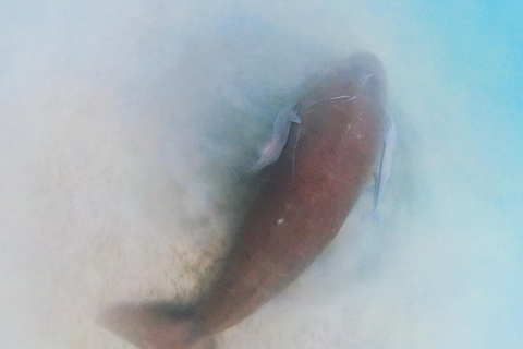 Palawan: Aventura de avistamiento de dugongos y snorkel en la isla