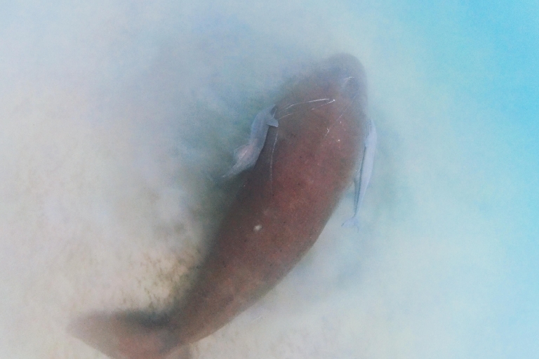 Palawan: Aventura de avistamiento de dugongos y snorkel en la isla
