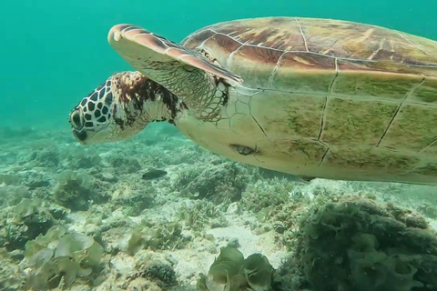 Moalboal : Aventure sur l&#039;île de Pescador et les chutes de Mantayupan !