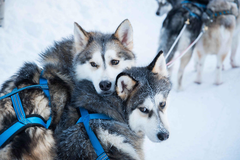 Rovaniemi: Husky Experience and Sled Ride with Pro Photos