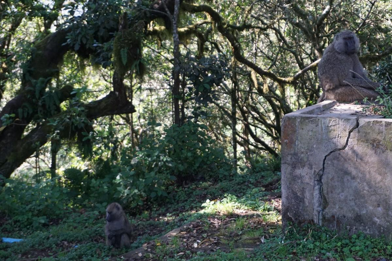 Moshi : Randonnée d&#039;une journée *tout compris* sur le Kilimandjaro (route de Marangu)