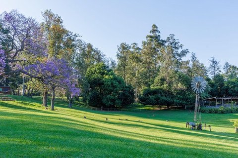 Brisbane: Lone Pine Koala Sanctuary Day Pass